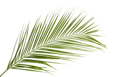 Yeşil güzel tropikal yaprak beyazda izole.