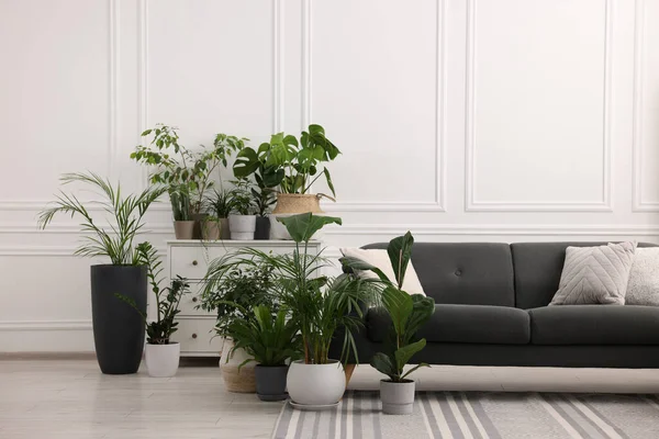 Gemütliche Raumausstattung Mit Verschiedenen Grünen Topfpflanzen Und Bequemem Sofa — Stockfoto
