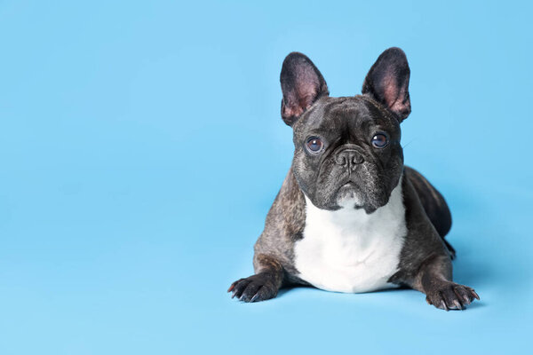 Adorable French Bulldog on light blue background, space for text. Lovely pet