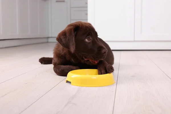 Cute chocolate Labrador Retriever puppy with feeding bowl on floor indoors. Lovely pet