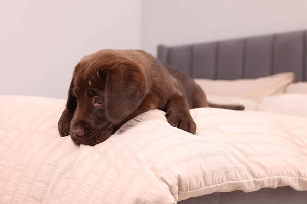 Cute Chocolate Labrador Retriever Soft Bed Room Lovely Pet — Stock Photo, Image