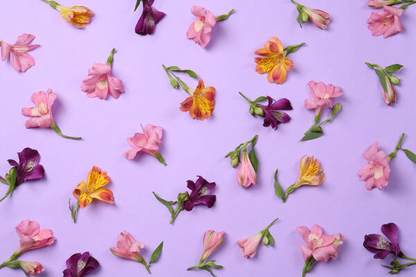 Плоская композиция с красивыми цветами альстромерии на фиолетовом фоне