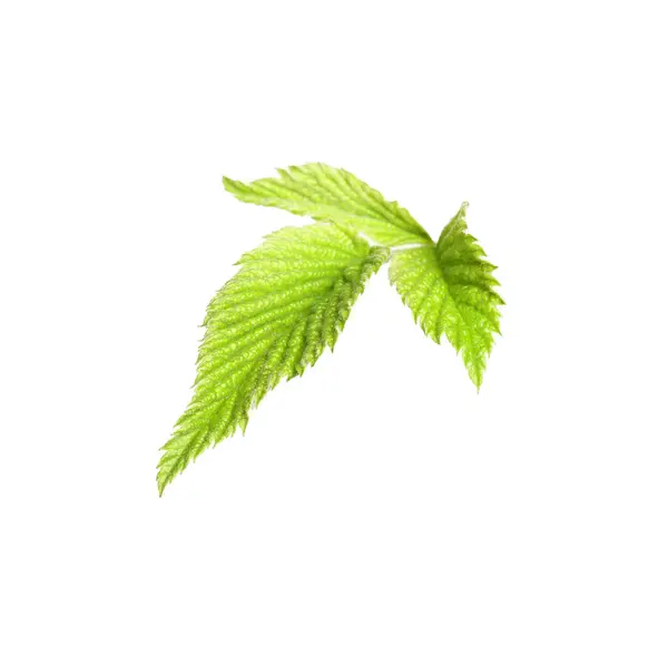Verse Groene Bramen Bladeren Geïsoleerd Wit — Stockfoto
