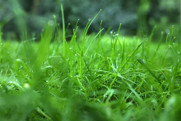 Свежая Зеленая Трава Водяными Капельками Растет Открытом Воздухе Летом Крупным — стоковое фото