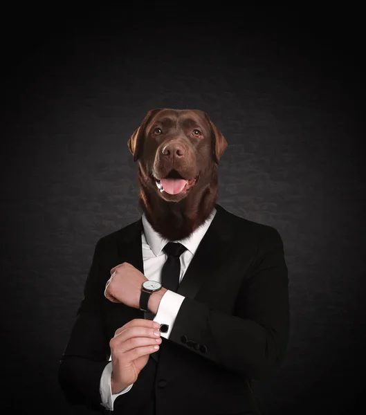 Портрет Бізнесмена Собакою Обличчям Темному Фоні — стокове фото