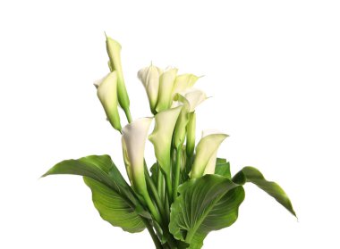 Beyaz arka planda güzel zambak çiçekleri