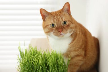 Kapalı alandaki yeşil çimlerin yanında sevimli kızıl kedi