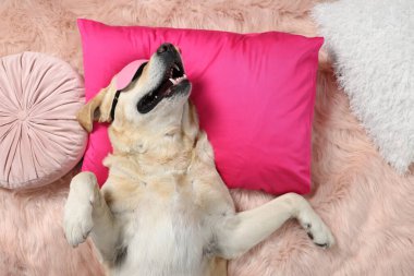 Uyuma maskeli şirin Labrador Retriever sahte kürk, üst görünüm dinleniyor
