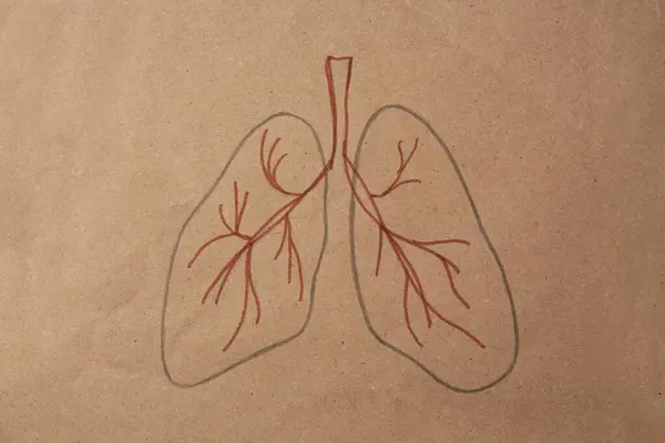 Menneskelige Lunger Tegnet Kraftpapir Topp Utsikt – stockfoto