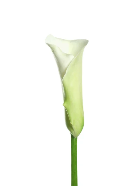 Όμορφο Λουλούδι Κρίνο Calla Λευκό Φόντο — Φωτογραφία Αρχείου