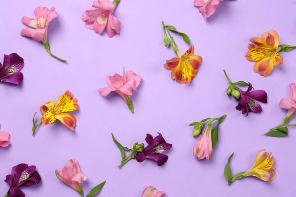 Flat lay composition with beautiful alstroemeria flowers on violet background