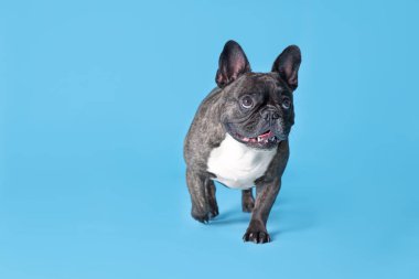Açık mavi arka planda sevimli Fransız Bulldog 'u, mesaj için yer var. Sevimli hayvan