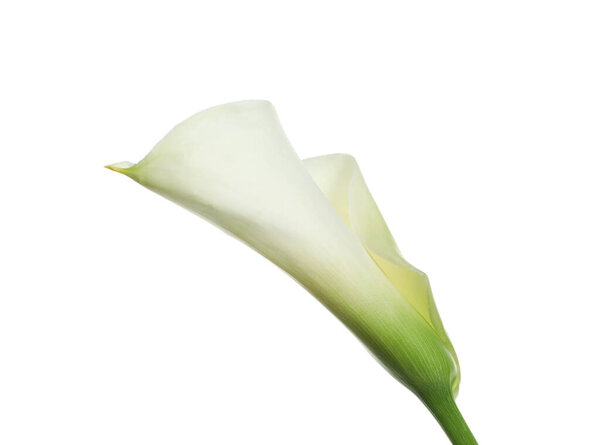 Beautiful calla lily flower on white background