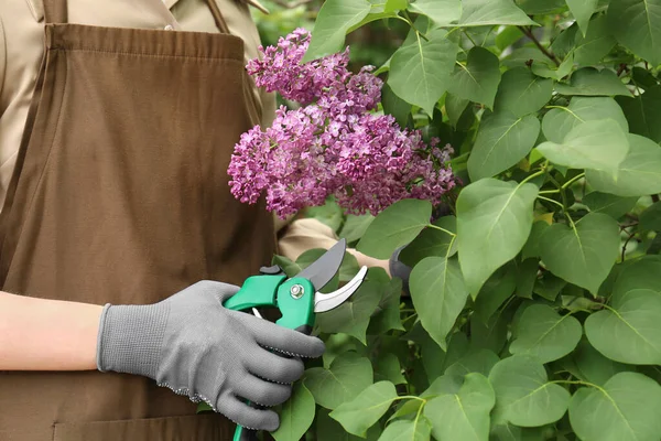 Gardener pruning lilac branch with secateurs outdoors, closeup