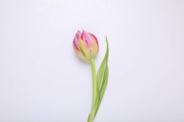 Beyaz arka planda pembe bir lale, üst manzara.