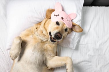 Tatlı Labrador Retriever, uyku maskesiyle yatakta dinleniyor.