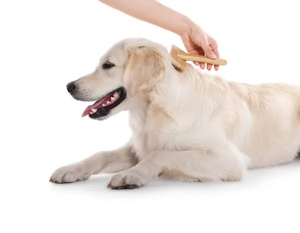Vrouw Borstelen Schattig Labrador Retriever Hond Haar Witte Achtergrond Close — Stockfoto