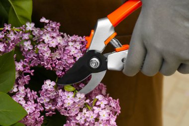 Gardener pruning lilac branch with secateurs outdoors, closeup