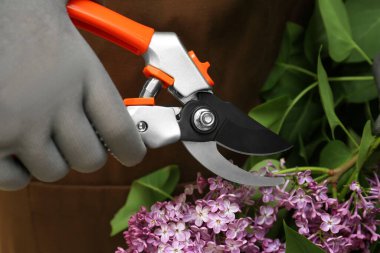 Gardener pruning lilac branch with secateurs outdoors, closeup