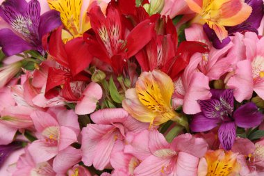 Arka plan olarak farklı güzel alstromerya çiçekleri, yakın plan