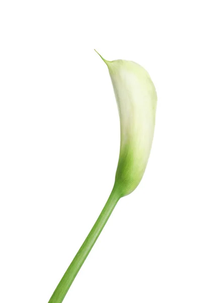 Красивый Калла Лилия Цветок Белом Фоне — стоковое фото