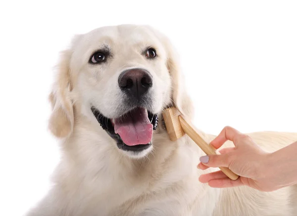 Woman Brushing Cute Labrador Retriever Dog Hair White Background Closeup — Stock Photo, Image