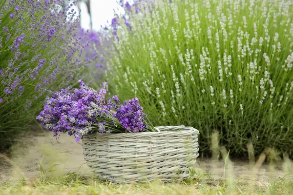 Weidenkorb Mit Schönen Lavendelblüten Feld — Stockfoto
