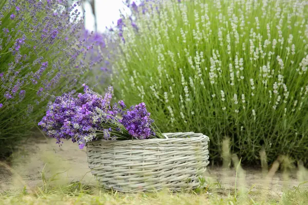 Cesta Vime Com Belas Flores Lavanda Campo — Fotografia de Stock