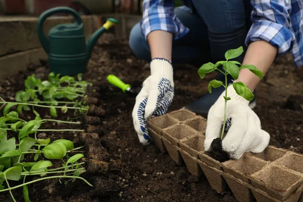 Woman transplanting seedling from container in soil outdoors, closeup