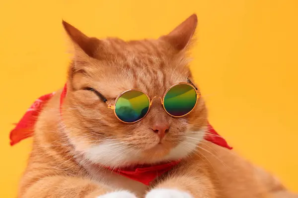 Retrato Gato Jengibre Lindo Gafas Sol Con Estilo Bandana Sobre — Foto de Stock