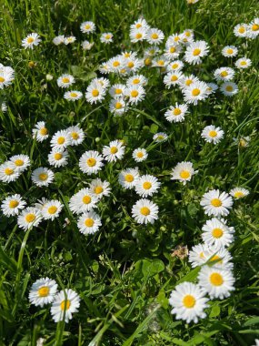 Güzel beyaz papatya çiçekleri ve çayırlarda yetişen yeşil çimenler.