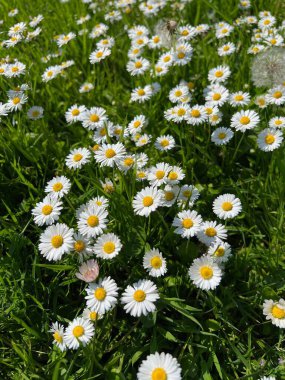 Güzel beyaz papatya çiçekleri, karahindibalar ve açık havada yetişen yeşil çimenler.