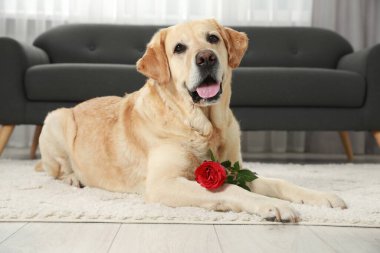 Tatlı Labrador Retriever, odada yumuşak halıda kırmızı gül çiçeğiyle.