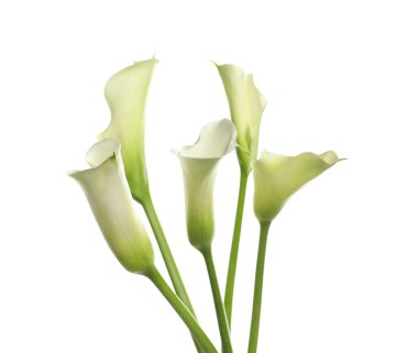 Beyaz arka planda güzel zambak çiçekleri