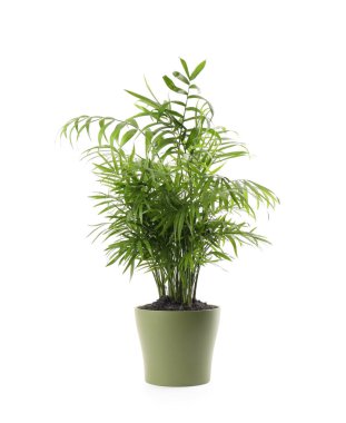 Beautiful green houseplant in pot isolated on white clipart