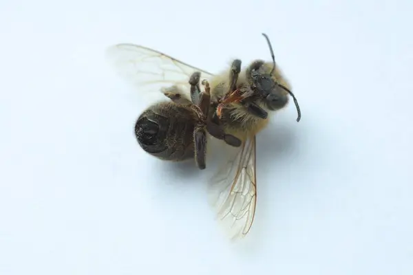 One Honey Bee White Background Macro View — Stock Photo, Image