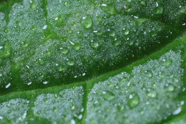 Texture Green Leaf Water Drops Background Macro View — Stock Photo, Image