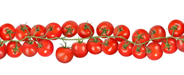 Gałąź Świeżymi Dojrzałymi Pomidorami Wiśniowymi Białym Tle Sztandar — Zdjęcie stockowe