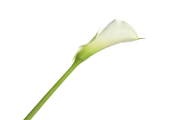 Bella Calla Giglio Fiore Sfondo Bianco — Foto Stock