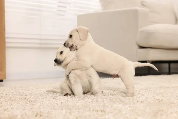 Anak Anjing Kecil Yang Lucu Bermain Karpet Krem Rumah — Stok Foto