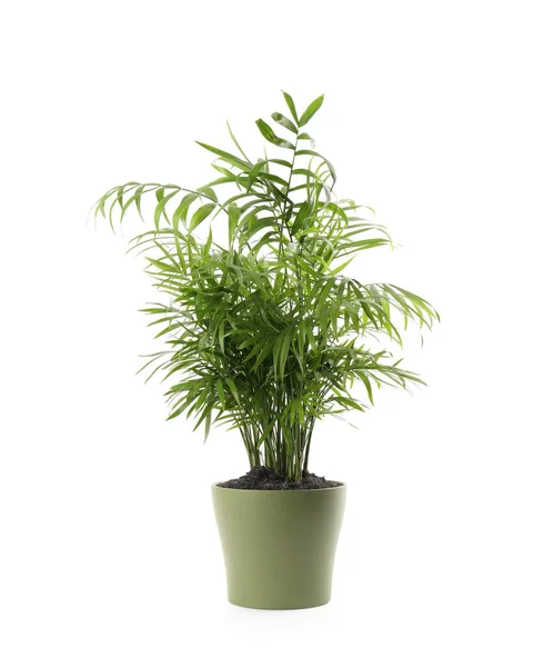 Mooie Groene Huisplant Pot Geïsoleerd Wit — Stockfoto
