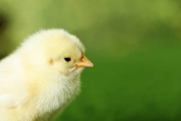 Cute Chick Blurred Background Closeup Space Text Baby Animal — Stock Photo, Image