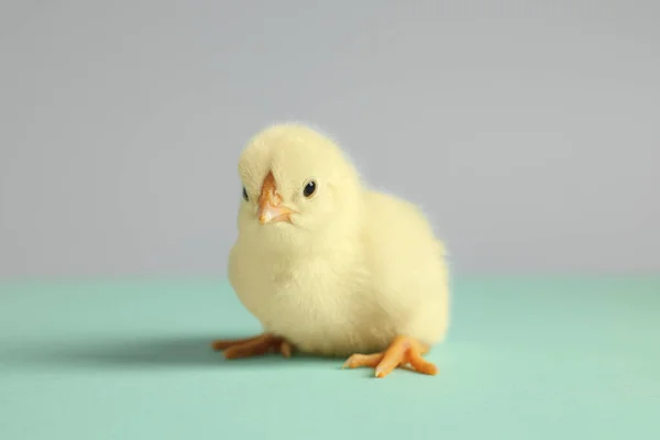 Cute Chick Turquoise Table Closeup Baby Animal — Stock Photo, Image