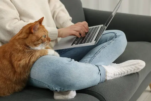 在家里用笔记本电脑工作的女人 特写镜头 可爱的猫坐在靠近主人的沙发上 — 图库照片