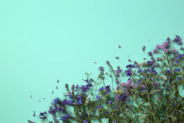Turkuaz zemin üzerinde farklı güzel yabani çiçeklerle düz kompozisyon, metin için boşluk