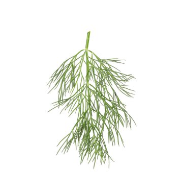 Bir filiz taze dereotu beyazda izole edilmiş.