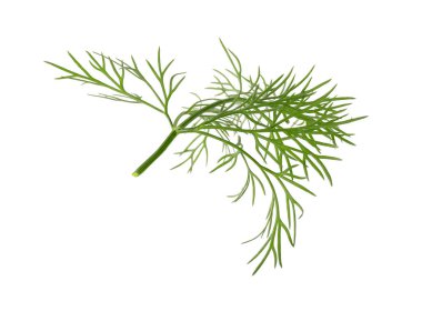 Taze dereotunun karışımı beyazda izole edilmiş.