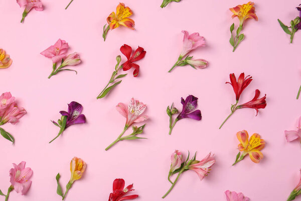 Flat lay composition with beautiful alstroemeria flowers on pale pink background