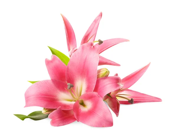 Beautiful Pink Lily Flowers Isolated White — Stock Photo, Image
