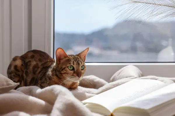 Cute Bengal cat and book on windowsill at home. Adorable pet